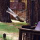 Illustration for article titled EXCLUSIVE BEAR PICTURES: Bear In A Hammock, Bear By A Trash Can